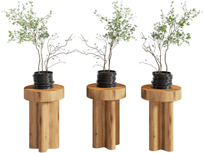 现代花盆盆景盆栽植物