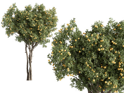 现代结满果实的大树