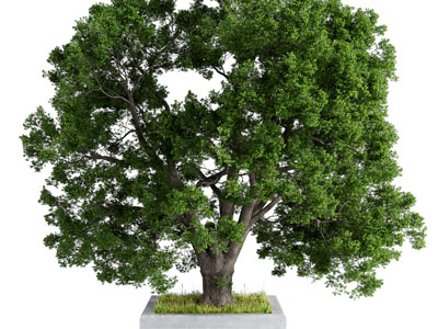 现代道旁景观大树