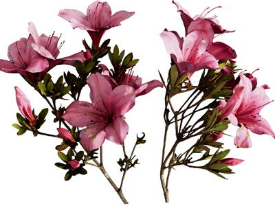 现代杜鹃花 花卉花草植物