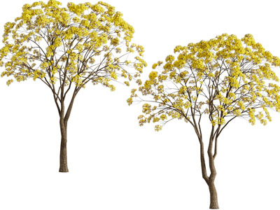 现代黄色花朵的树木