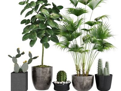 现代花盆盆栽植物