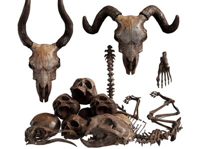 现代动物头骨骨骼、挂件