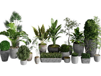 现代水泥花盆盆栽植物