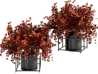 现代花盆盆栽植物