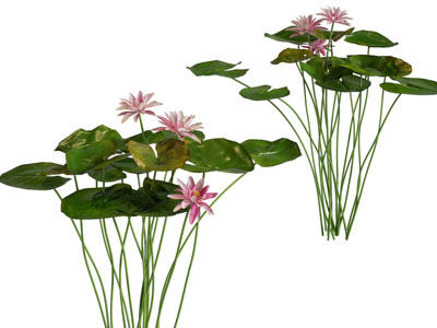 现代荷花 荷叶水生植物