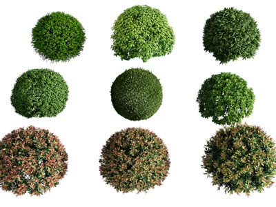 现代球形景观灌木丛植物