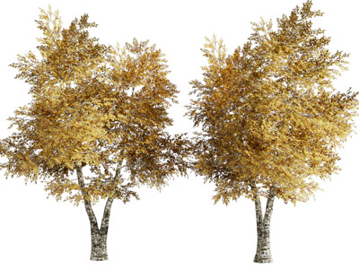 现代长满黄色树叶的大树