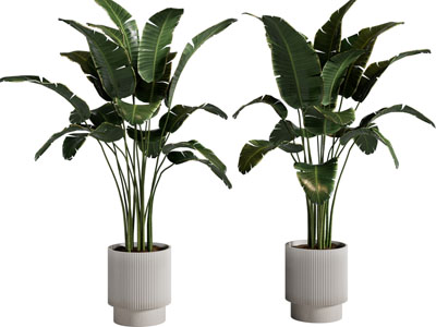 现代花盆盆栽植物