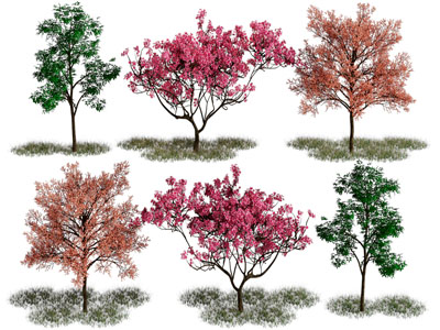 现代彩色树叶的景观树木