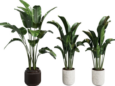 现代花盆盆栽植物