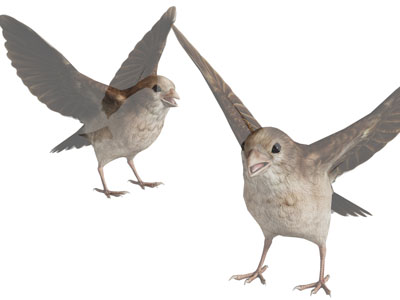 现代展开翅膀的小鸟 麻雀3d模型 现代展开翅膀的小鸟 麻雀