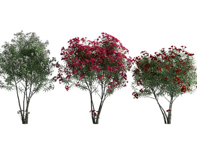 现代开满花朵的景观树