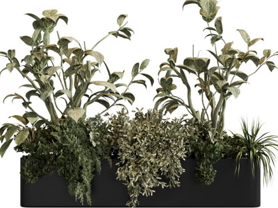 现代户外花盆盆栽植物