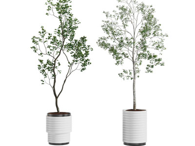 现代花盆盆栽植物