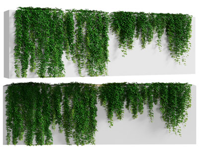 现代藤蔓植物墙