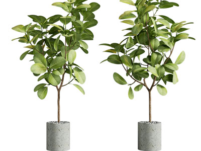 现代水泥花盆盆栽植物