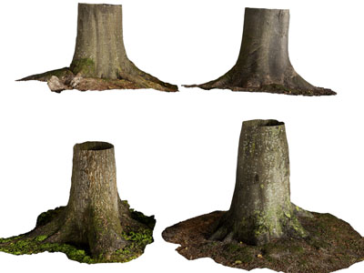 现代枯树桩、树根