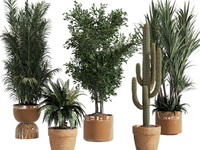 现代花盆盆栽植物