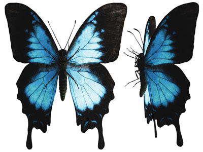 现代蓝色蝴蝶 昆虫3d模型 现代蓝色蝴蝶 昆虫