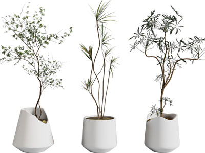 现代花盆盆栽植物