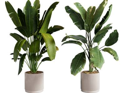 现代花盆盆栽植物