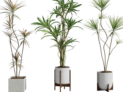 现代花盆盆栽植物