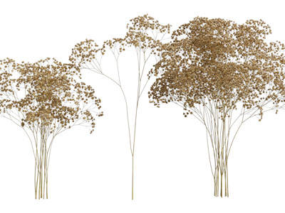 现代干花花束 满天星