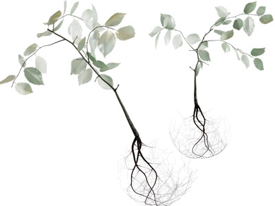 现代花瓶花卉植物摆件