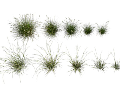 现代狗尾巴花卉花草植物