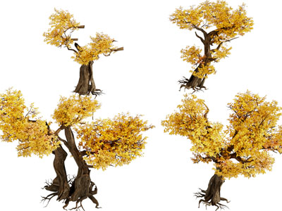 现代长满黄色树叶的老树