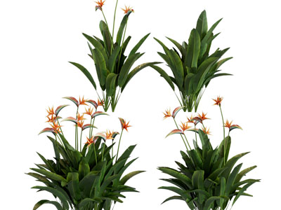 现代花卉花草植物