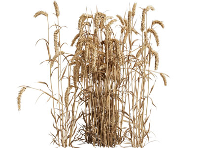 现代长熟的麦穗庄稼 农作物 植物