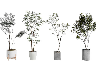 现代花盆盆栽植物