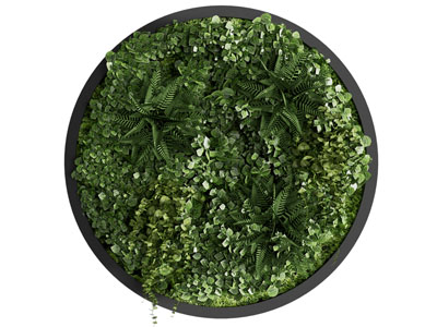 现代圆形的植物装饰挂画、植物墙、绿植墙