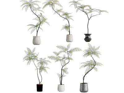 现代花盆盆栽植物