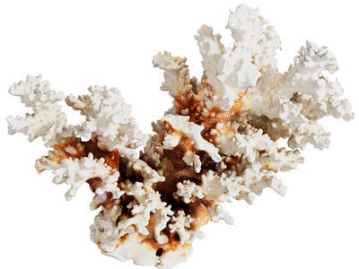 现代珊瑚摆件组合