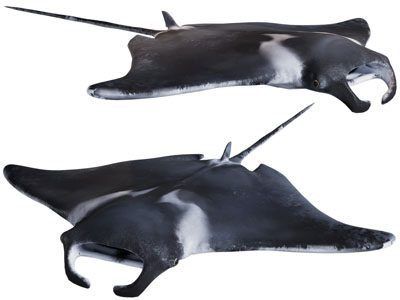 现代海洋魔鬼鱼、蝠鲼3d模型 现代海洋魔鬼鱼、蝠鲼