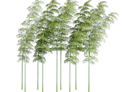 现代高耸的大树