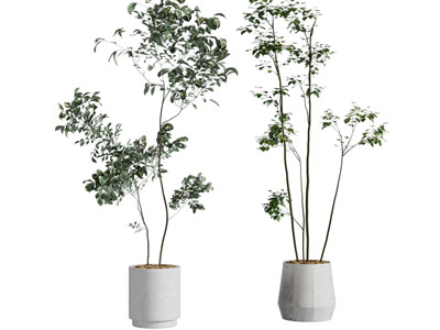 现代花盆盆栽植物