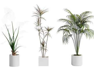 现代花盆盆栽植物