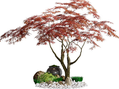 新中式枫树、石头景观园艺小品