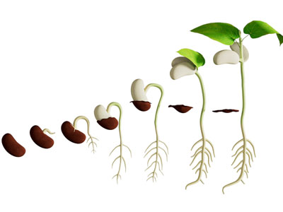 现代发芽的种子、幼苗植物