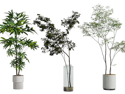 现代花盆盆栽植物