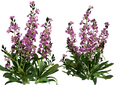 现代花草花卉植物