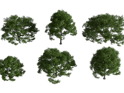 现代灌木丛植物 绿植