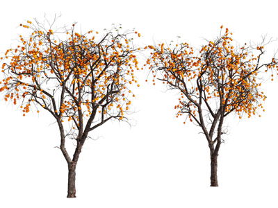 现代结满果实的果树