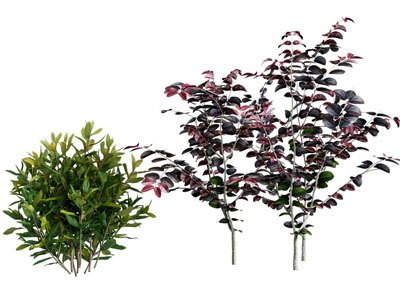 现代花草 灌木植物