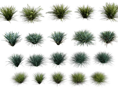 现代花草 草丛 草堆植物