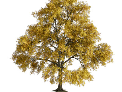 现代秋天的大树